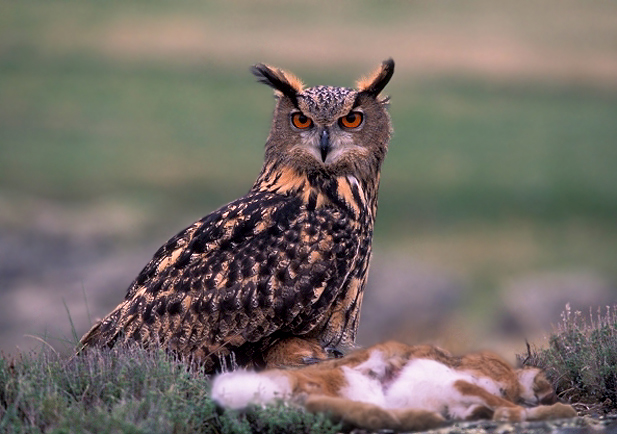 Búho real