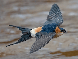 Golondrina dáurica occidental