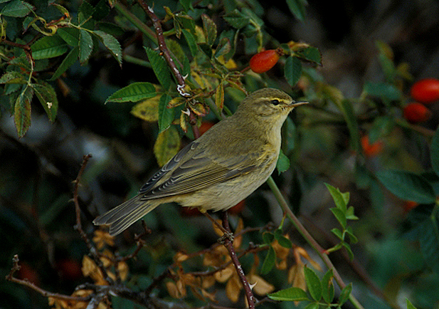 Mosquitero común